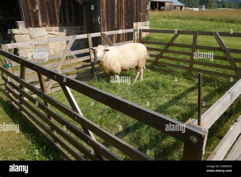 metal sheep enclosure|sheep enclosure ideas.